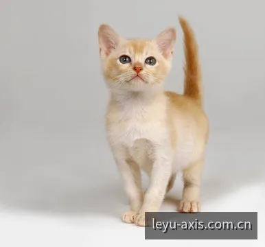 乐鱼平台账户头像